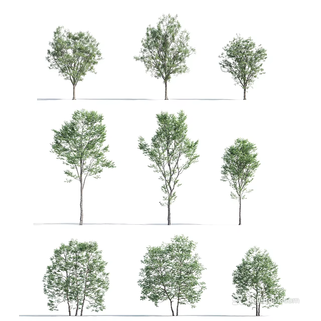 Diverse Arbor Tree Varieties Showcasing Lush Green Leaves and Unique Forms 3d model