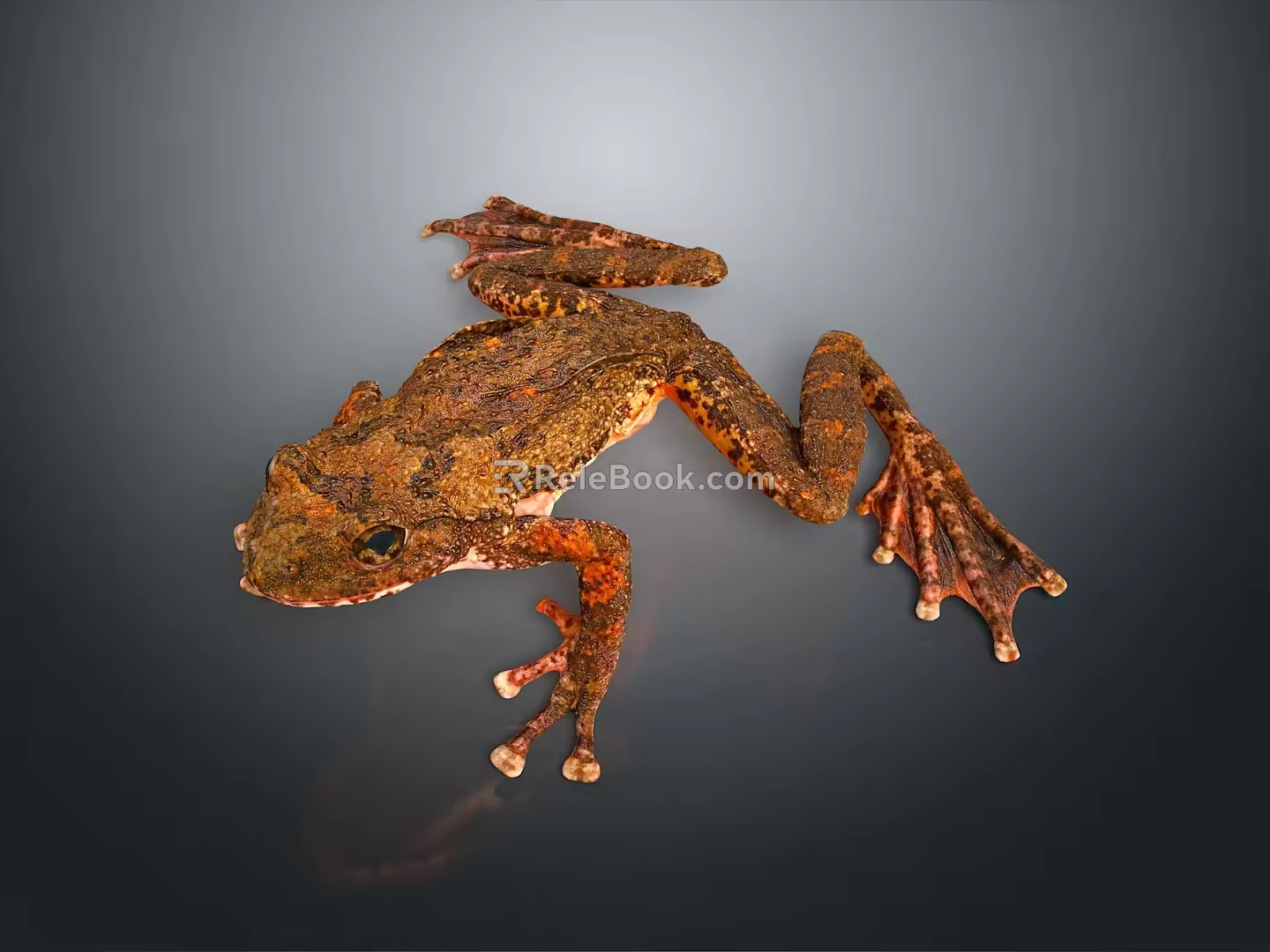 Frog Poison Frog Game Frog Reptile Cold Blooded Animal Reptile 3d model