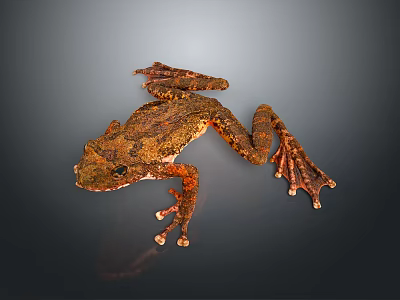Frog Poison Frog Game Frog Reptile Cold Blooded Animal Reptile 3d model