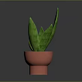 Indoor Green Plant with Striped Long Leaves in Red Terracotta Pot for Home Decor