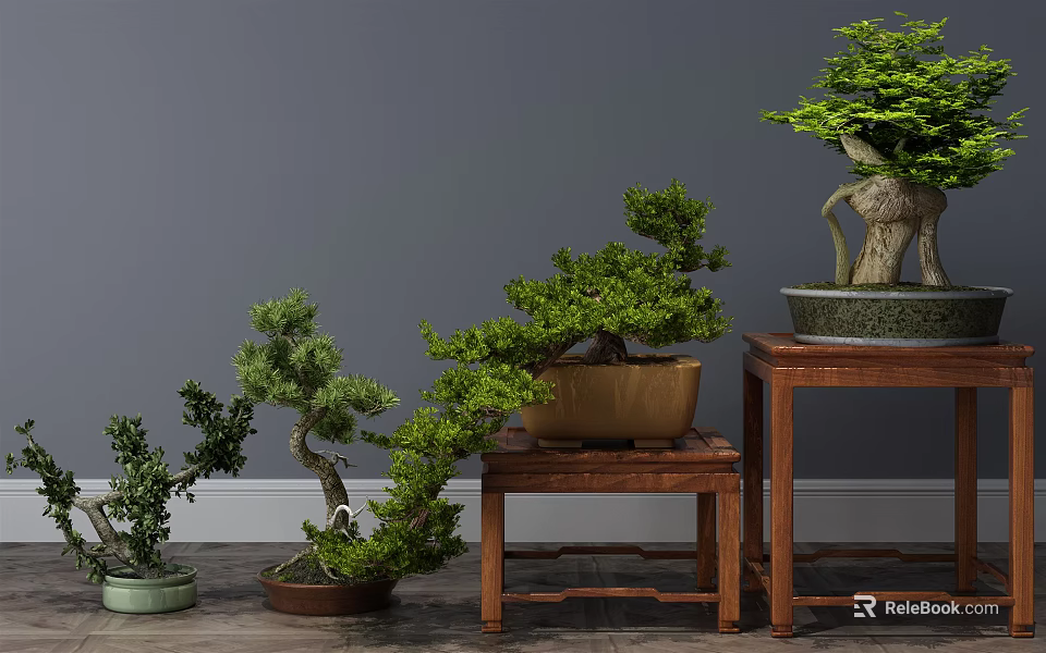 Indoor Bonsai Plants With Unique Shapes On Wooden Stands Gray Wall Background 3d model 