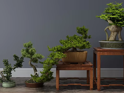 Indoor Bonsai Plants With Unique Shapes On Wooden Stands Gray Wall Background 3d model
