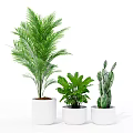 Indoor Bonsai and Potted Plants with Various Green Foliage in White Pots