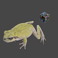 Green Frog Next to Colorful Rubik's Cube on Gray Background