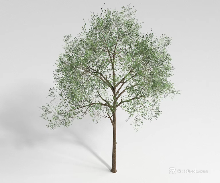 Green Leafy Arbor With Single Trunk On White Background Rendered 3d model