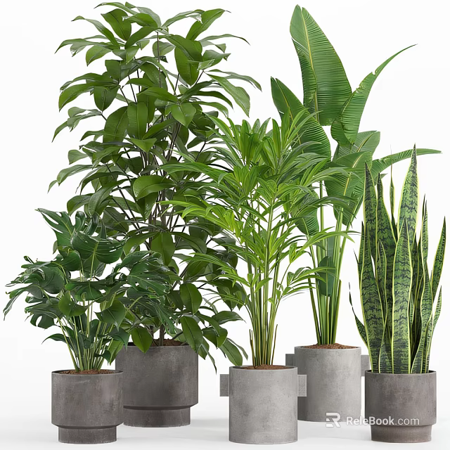 Variety of Green Leafy Potted Plants in Grey Concrete Pots for Home Decor 3d model 