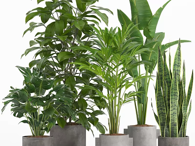 Variety of Green Leafy Potted Plants in Grey Concrete Pots for Home Decor 3d model