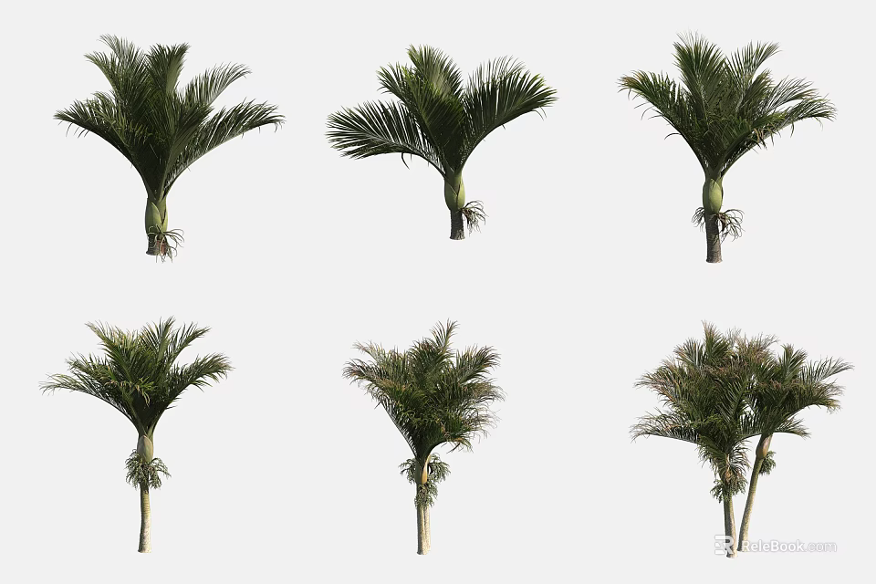 Collection of Palm Trees with Green Leaves and Various Sizes 3d model 