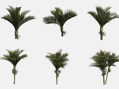 Collection of Palm Trees with Green Leaves and Various Sizes 3d model