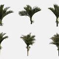 Collection of Palm Trees with Green Leaves and Various Sizes