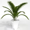 Indoor Potted Plants With Various Green Foliage In White Ceramic Pots