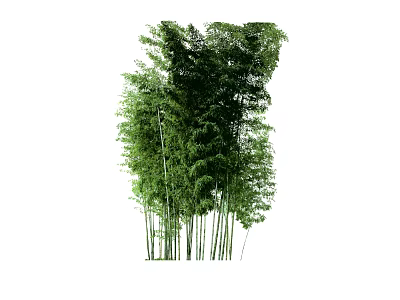 Lush Green Garden Landscape With Tall Bamboo Plants And Dense Foliage 3d model
