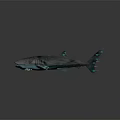 Whale Shark With Streamlined Gray Body White Spots And Fins On Dark Reflective Surface