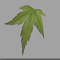 Natural Green Maple Leaf With Multiple Lobes And Light Background Shadow