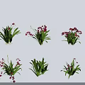 Beautiful Green Plants With Pink Flowers In Different Arrangement Angles