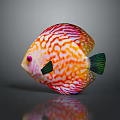 Colorful Discus Fish With Orange White Stripes Green Tail Black Fins Red Eyes And Reflection