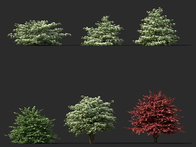 Ornamental Trees in Various Types Featuring Green Red Foliage and White Flowers 3d model