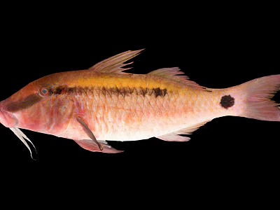 Vibrant Red And Yellow Spotted Fish With Whisker Like Features And Distinctive Markings 3d model