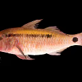 Vibrant Red And Yellow Spotted Fish With Whisker Like Features And Distinctive Markings