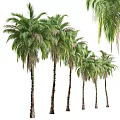 Tall Palm Trees With Lush Green Fronds And Trunk Details In Multiple Natural Views