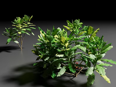 Dense Green Shrubs with Lush Foliage and Natural Healthy Growth Pattern 3d model