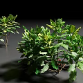 Dense Green Shrubs with Lush Foliage and Natural Healthy Growth Pattern