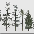 Different Types of Trees With Varied Trunk Shapes and Diverse Foliage Structures
