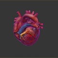 Heart Heart Human Heart Heart Anatomical Organs Human Organs Human Body 3d model