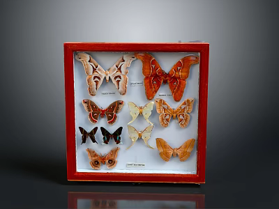 Butterfly Specimens In Red Framed Display Case With Various Colors And Patterns 3d model