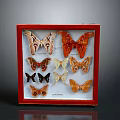 Butterfly Specimens In Red Framed Display Case With Various Colors And Patterns