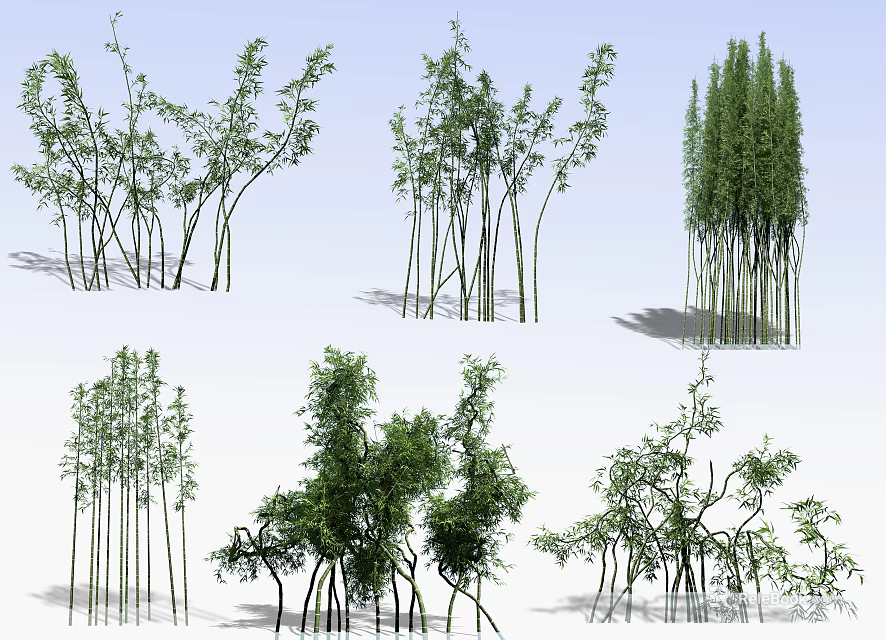 Various Bamboo Plant Varieties With Tall Slender Stems And Lush Green Foliage 3d model 