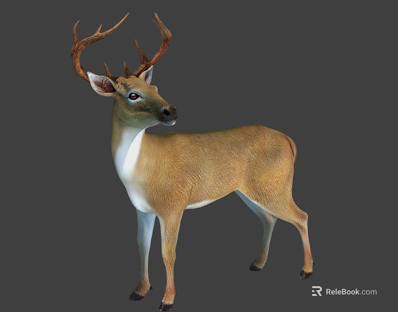 Brown Deer With White Underbelly and Large Antlers Standing Upright 3d model