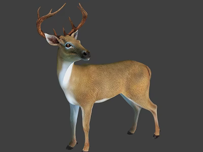 Brown Deer With White Underbelly and Large Antlers Standing Upright 3d model