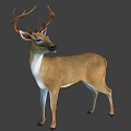 Brown Deer With White Underbelly and Large Antlers Standing Upright 3d model