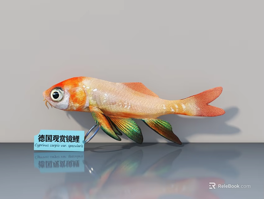 German Pom Pom Koi Fish Breed Colorful Ornamental Aquatic Animal 3d model 