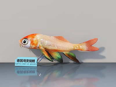 German Pom Pom Koi Fish Breed Colorful Ornamental Aquatic Animal 3d model