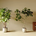 Indoor Bonsai Potted Plants With Lush Green Foliage Against Beige Wall And Wooden Cabinet
