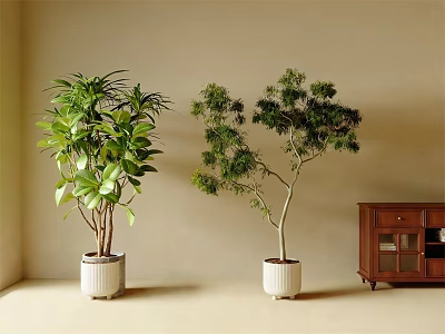 Indoor Bonsai Potted Plants With Lush Green Foliage Against Beige Wall And Wooden Cabinet 3d model