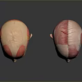 Medical Anatomical Head Models For Teaching Muscle Structure And Human Anatomy