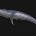 Detailed 3D Rendered Gray Whale Floating In Black Background With Realistic Texture