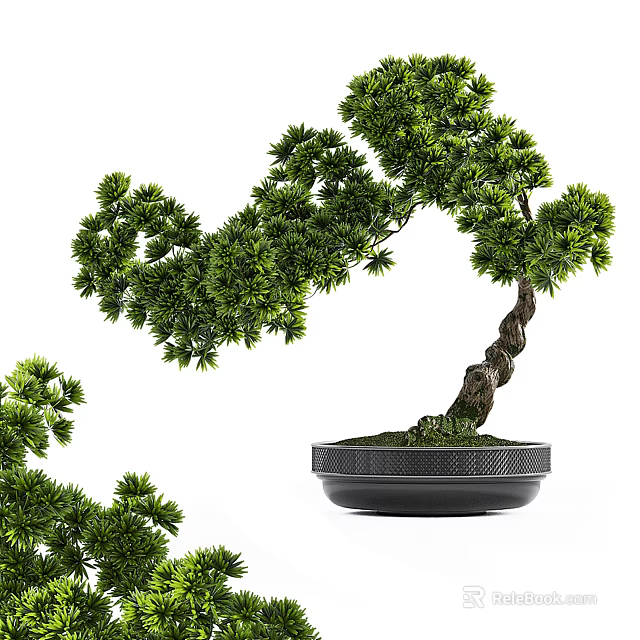 Decorative Bonsai Plant With Curved Trunk And Green Foliage In Black Textured Pot 3d model 