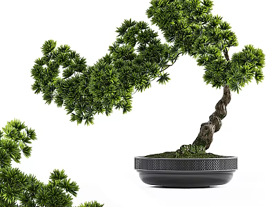 Decorative Bonsai Plant With Curved Trunk And Green Foliage In Black Textured Pot 3d model