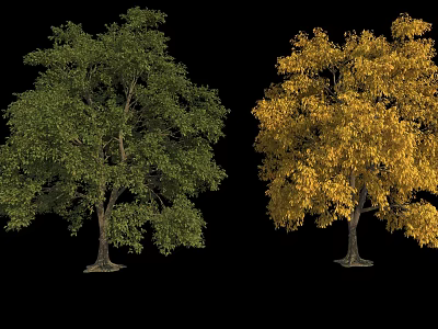 Two Trees One with Green Leaves and One with Yellow Leaves on Black Background 3d model
