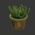 Succulent Plant with Green Spotted Fleshy Leaves in Rustic Terracotta Pot on Dark Reflective Surface