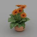 Potted Plant in Terracotta Pot with Vibrant Orange Flowers and Green Leaves