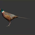 Vibrant Pheasant Bird With Detailed Colorful Feathers Spreading Wings On Dark Background