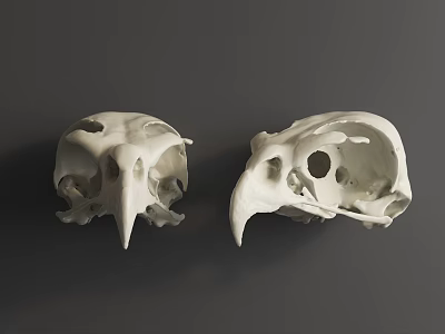 Two White Animal Skull Wall Decor Pieces For Home Interior Decoration 3d model