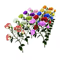 Beautiful Colorful Blooming Roses With Fresh Green Leaves And Vibrant Petals