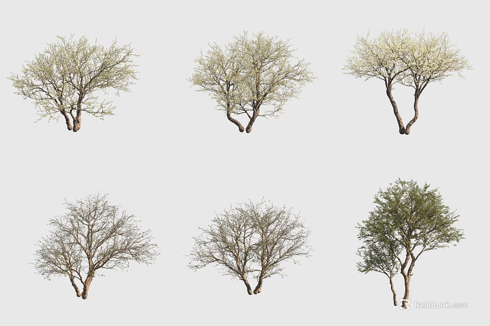 Different Arbor Trees With Flowering And Bare Branches Against Simple Gray Background 3d model