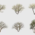 Different Arbor Trees With Flowering And Bare Branches Against Simple Gray Background 3d model